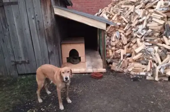 Пропала рыжая гончая, Новомошковский с/с