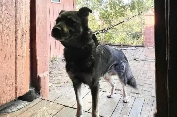 Потерянные животные Златоуст, фото: Пропала собака, 2-я Нижне-Заводская, 35