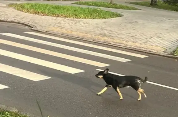 Собака найдена: ул. Добролюбова 25, Калининград