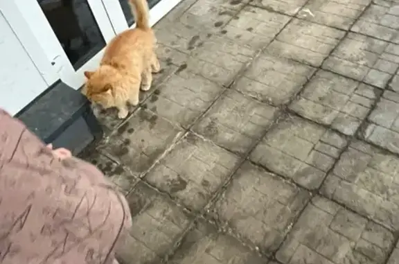 Найдена кошка, Оренбург, фото: Крупная кошка найдена на Шевченко, 227