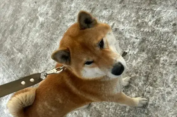 Найдена собака, Бийск, фото: Собака найдена: ул. Шишкова, Бийск