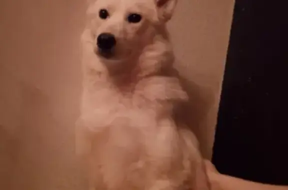 Собаки потеряшки, Мурино, фото: Потеряшка собака, Привокзальная пл., 3/1