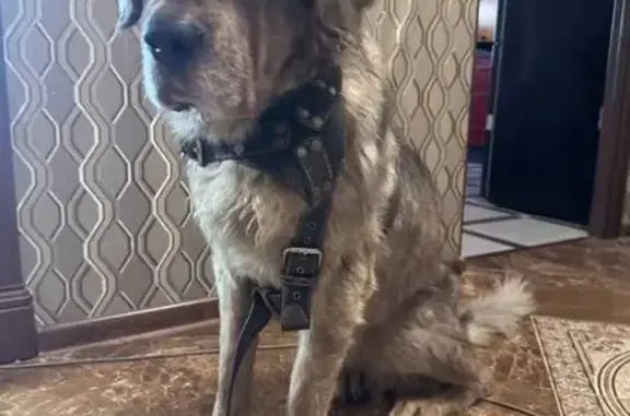 Найдена собака, Ярославская область, фото: Найдена собака, Ярославль, обл.