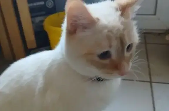 Кошка найдена на ул. Руднева, 60А, Тула