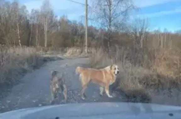Найдена собака, Тульская область, фото: Две собаки найдены в Новом Струково