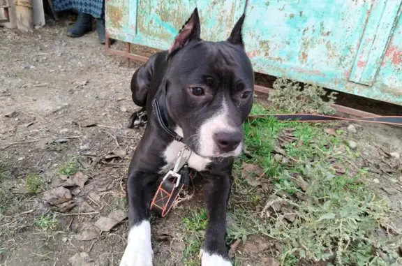 Найдена собака, Ростовская область, фото: Найдена собака, Таганрог, Ростовская область