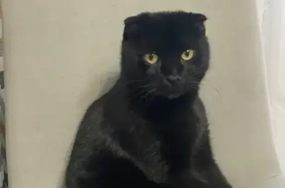 Кошки потеряшки, Моздок, фото: Потеряшка кошка, Вокзальная 1, Моздок