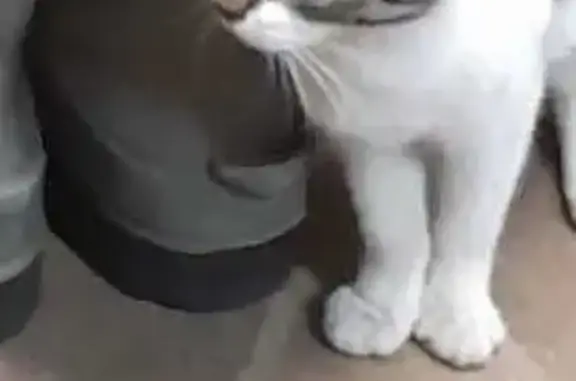 Найденные животные Мурманск, фото: Кошка найдена на ул. Щербакова, Мурманск