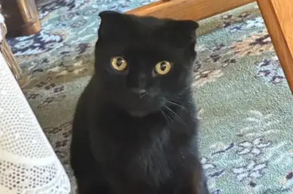 Кошки потеряшки, Моздок, фото: Потеряшка кошка, ул. Маркова, 1, Моздок