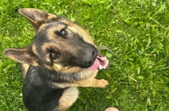 Собаки потеряшки, , фото: Потеряшка овчарка, Лысьва, Пермский край