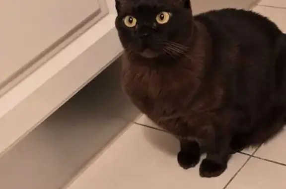 Пропала кошка, Большой Предтеченский, 31