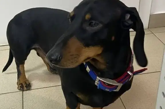 Найдена собака, Москва, фото: Найдена собака, Строгинский бул., 23, Мск