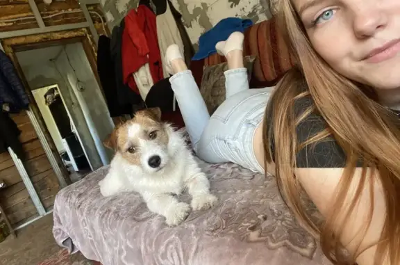 Собаки потеряшки, Зоркальцево, фото: Потеряшка Джек Рассел на Молодёжной, 8/2