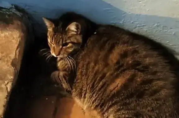 Кошка найдена, 27/26а, Набережные Челны