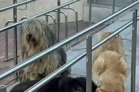 Собака в Ростове, Большая Садовая ул.