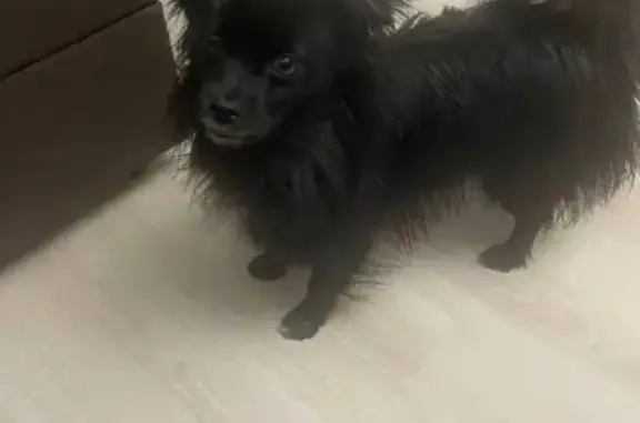 Пропала собака, Нижний Новгород