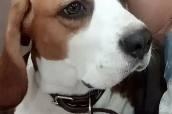 Собаки потеряшки, Старый Оскол, фото: Потеряшка собака Молли, Дублёр, Старый Оскол