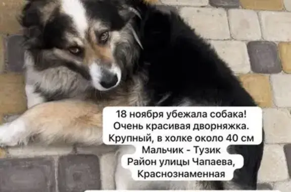 Пропала собака, ул. Чапаева, Воронеж