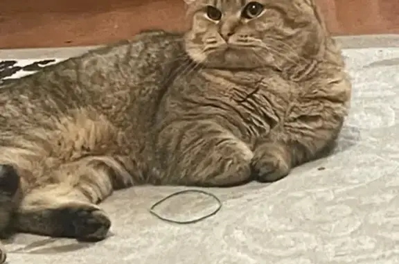 Пропала кошка, Школьный пер., 3, Курск