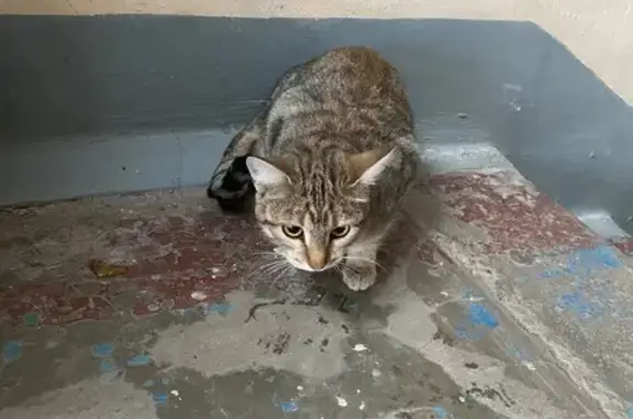 Найдена кошка, Пермь, фото: Кошка найдена: Мелитопольская, 28, Пермь