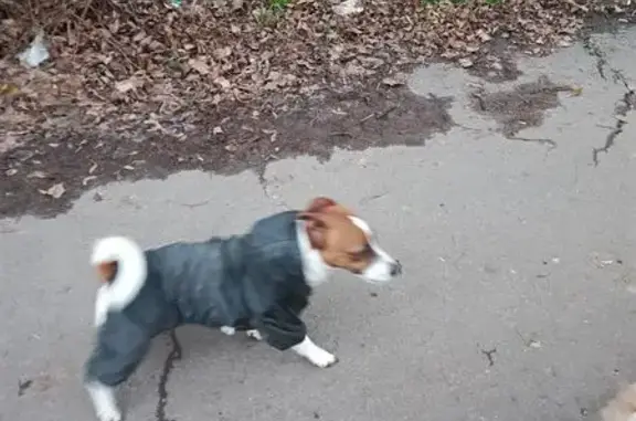 Найденные животные Тамбов, фото: Найден Джек Рассел, Оренбургская 31, Тамбов