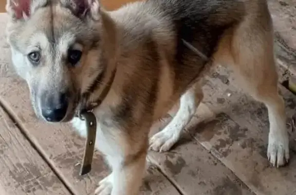 Пропала лайка, Рябово, Кировская обл.