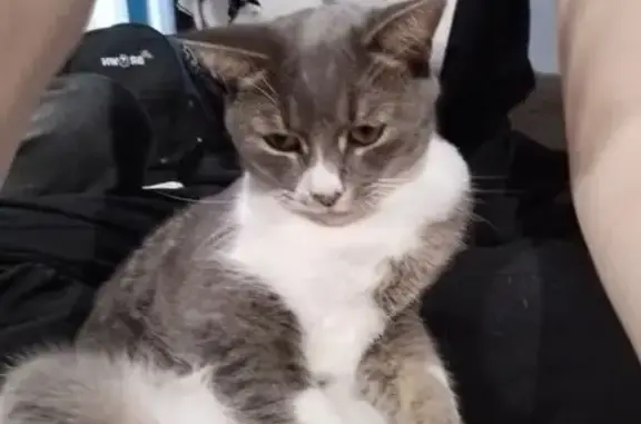 Кошки потеряшки, , фото: Потеряшка кошка, 2-я ул. Линия, 34