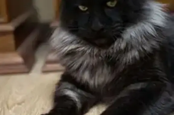 Пропала мейн-кун на Скринского, Ульяновск