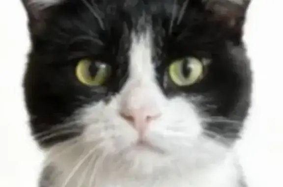 Кошки потеряшки, Чита, фото: Потеряшка чёрно-белая кошка, Чита, 15