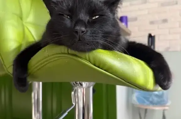 Пропала кошка, 5-я линия, Сертолово