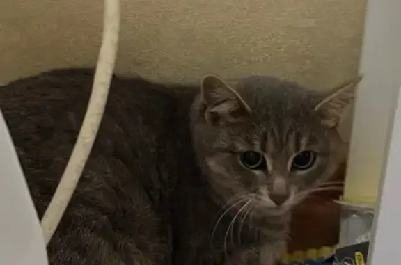 Найдена кошка, Уфа, фото: Найдена кошка, ул. Рыльского 8/1, Уфа