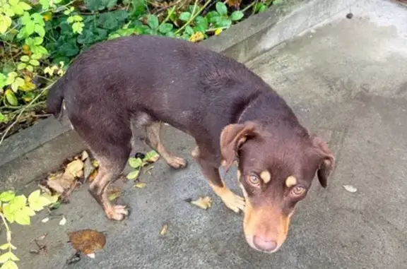 Найдена собака, , фото: Собака найдена: ул. Чехова, Таганрог