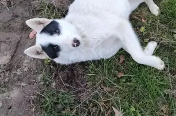 Найдена собака, Даховское, фото: Белая собака найдена в Даховском, Адыгея