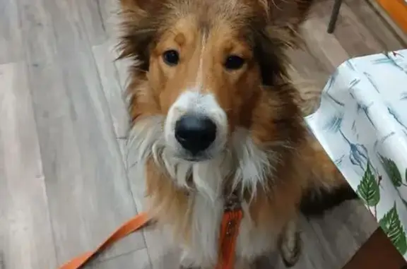 Щенок найден у ЖД вокзала, пл. 60-летия Октября