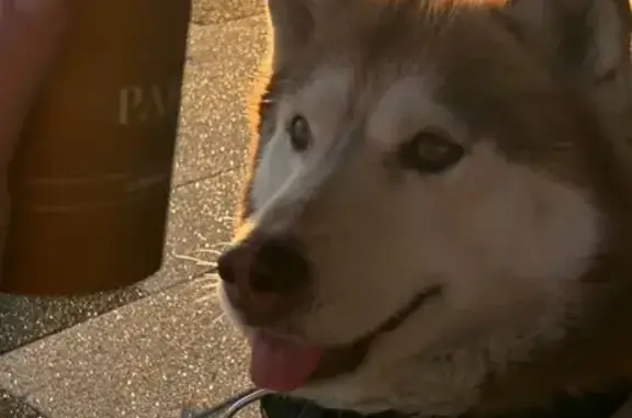 Собаки потеряшки, Владикавказ, фото: Потеряшка хаски, Владикавказ, Коста 21