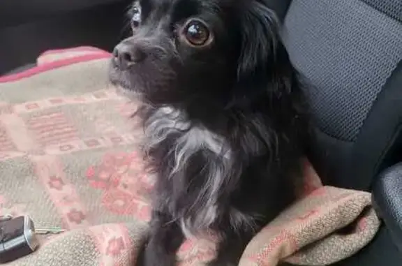 Найдена собака, Челябинск, фото: Собака найдена: Троицкий тракт, 62Ч