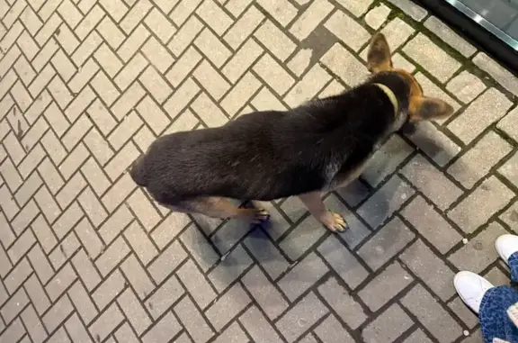 Найдена собака, , фото: Собака найдена на Московском шоссе, Рязань