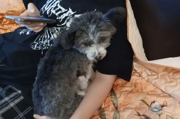 Пропала собака, Старый Оскол, 30