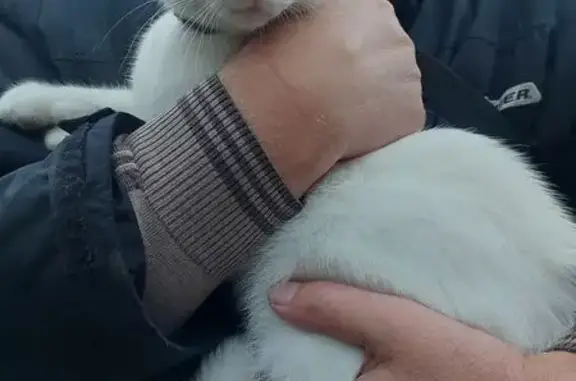 Найдена кошка, Москва, фото: Белая кошка с шипами, Москва