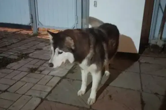 Найдена собака, Альметьевск, фото: Найдена собака, ул. Белоглазова, Альметьевск