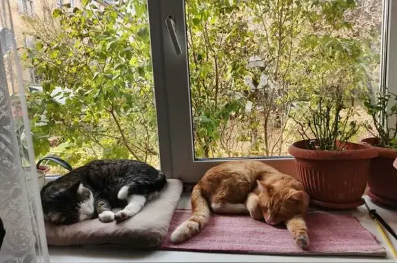 Кошки потеряшки, Снежинск, фото: Потеряшка кошка, ул. 40 лет Октября, 1