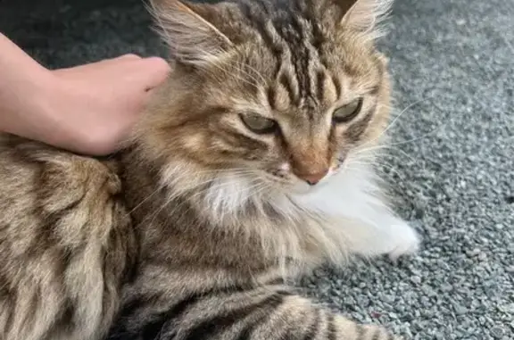 Пропала кошка, Комитетская ул., Владивосток