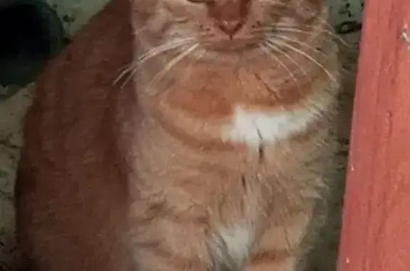 Пропал рыжий котик, ул. Курская, 13