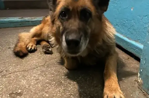 Найдена собака, Чита, фото: Старенькая собачка найдена: ул. Ломоносова, 42, Чита