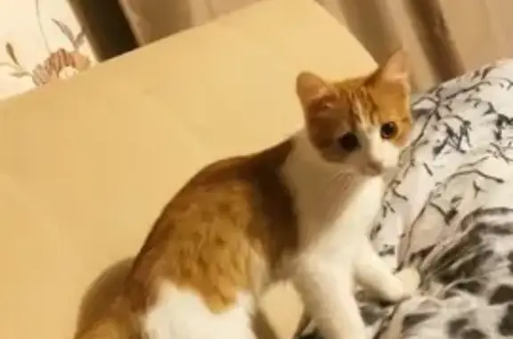 Кошки потеряшки, Верх-Нейвинский, фото: Потеряшка кошка, Карла Маркса 11, Верх-Нейвинский