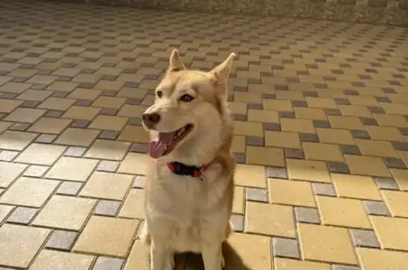 Найдена собака, Краснодар, фото: Собака найдена: ул. Бабушкина, 175, Краснодар