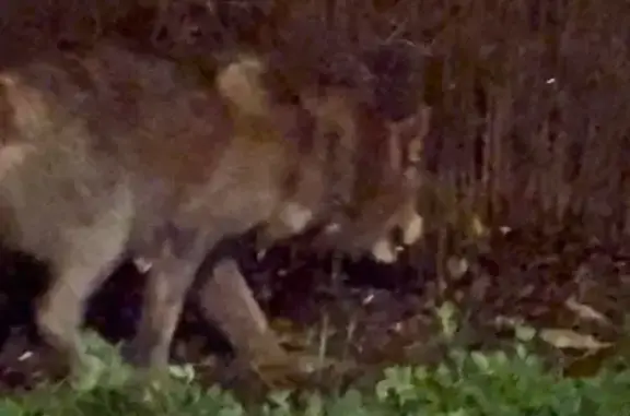 Найдена собака на Саларьевской улице