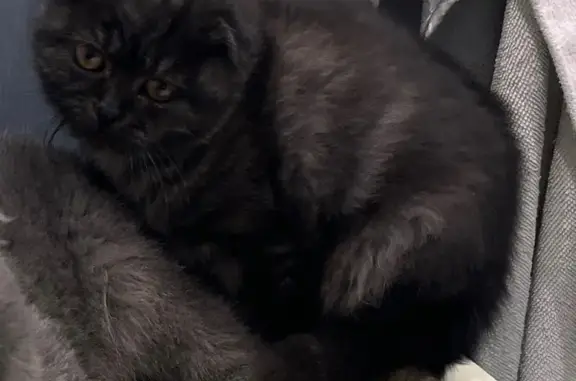 Пропала кошка, Спокойная ул., 42, Елизаветинская