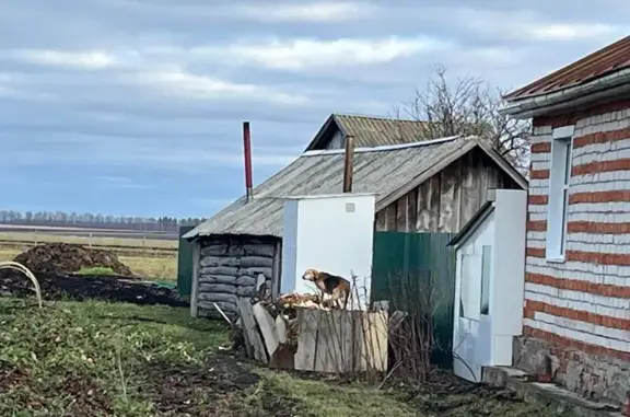 Найдена собака, Орауши, фото: Найдена собака, Орауши, Чувашия