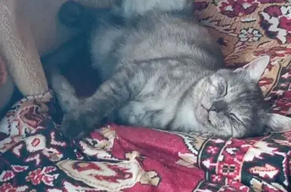 Кошки потеряшки, Прудище, фото: Потеряшка кот Черныш, Славная 14, Прудище